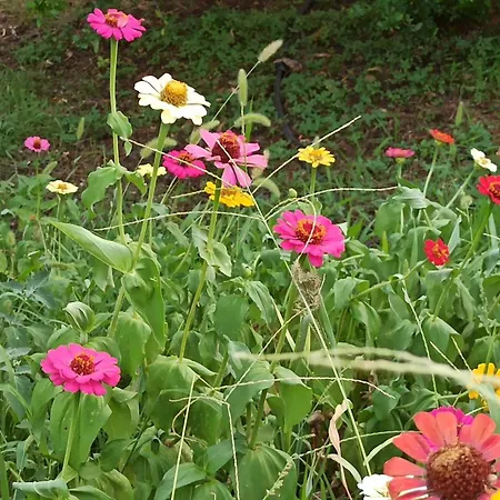 度假居 O'gera Greek House In The Mountains *